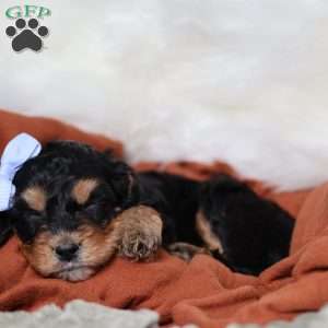 Rainbow, Cavapoo Puppy